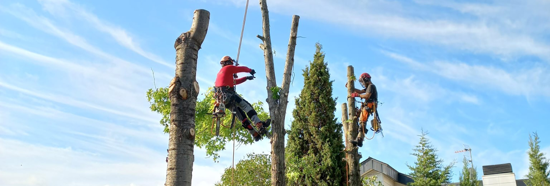 Poda i tala d'arbres - Jardineria Vilaverd