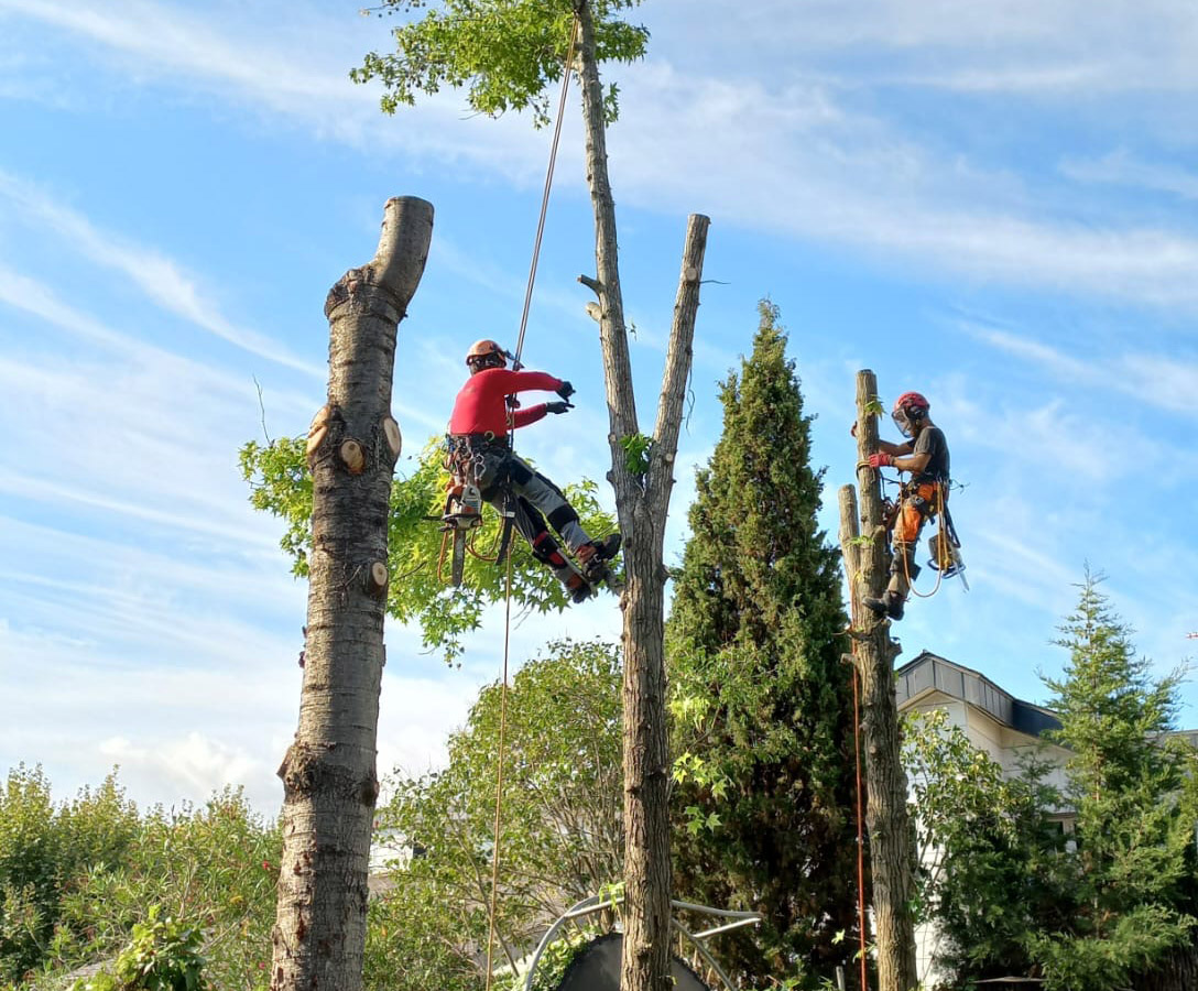 Poda i tala d'arbres - Jardineria Vilaverd