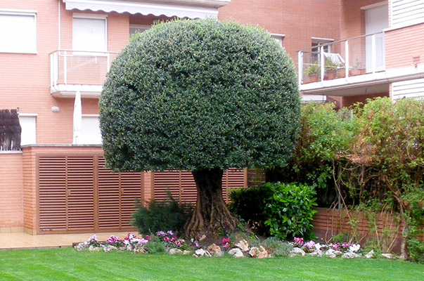 Poda d'arbres i plantes