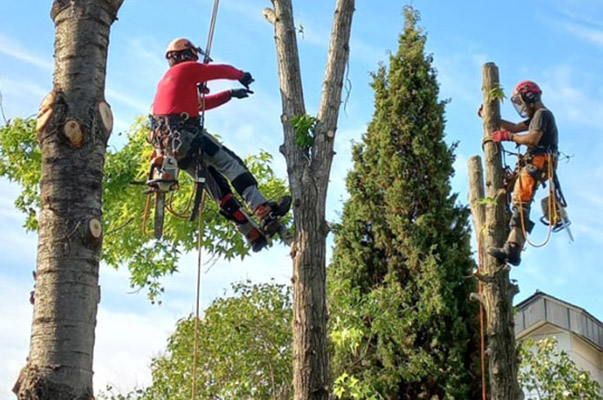 Poda d'arbres i plantes