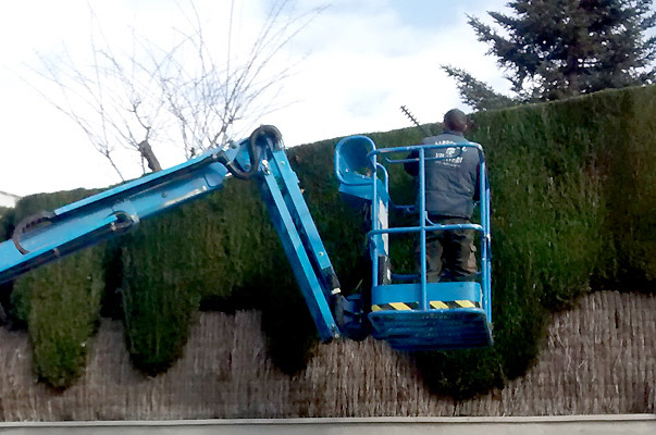 Poda d'arbres i plantes